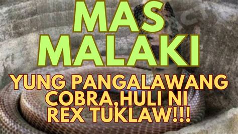 Mas Malaki Yung Pangalawang Cobra Huli Ni Rextuklaw The Hungry Pinoy