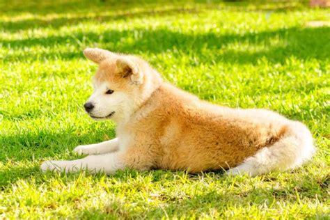 Akita Inu El Guardi N Fiel Y Noble De Jap N