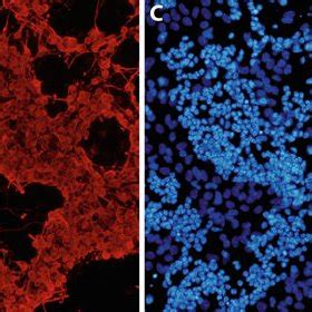 Immunofl Uorescent Staining Of The Neuroblast Assay Culture On Day Of