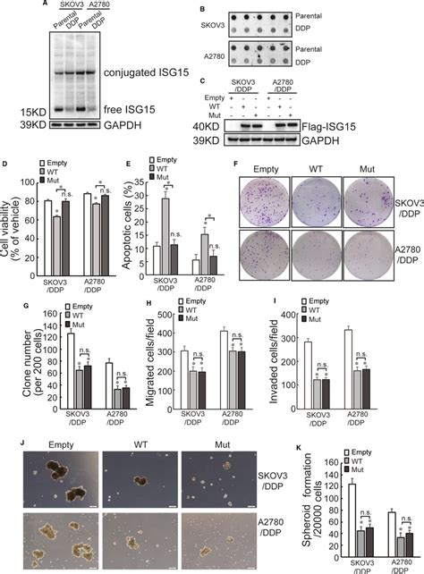 Downregulated Isg Expression Promotes Cancer Stem Cell Like Features