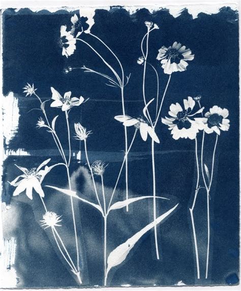 Sun Prints Art Cyanotype