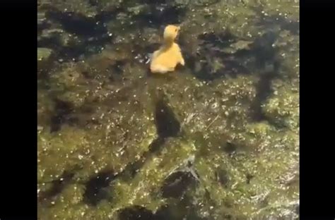 Largemouth Bass Eating Ducklings