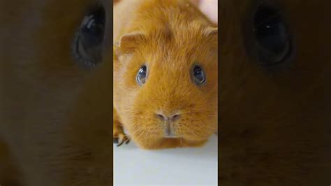 Guinea Pigs Are Great Pets 😊 Guineapig Guineapigs Pets Youtube