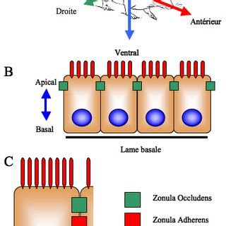 Polarité Planaire cellulaire dans l aile de drosophile d un mutant pour