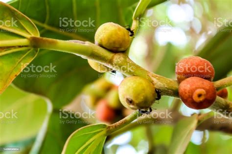 Banyan Fruit Ficus Benghalensis Commonly Known As The Banyan Banyan Fig