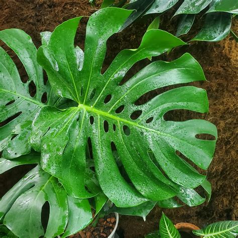 Monstera Deliciosa Care Tips: Light, Temperature, Water & Soil