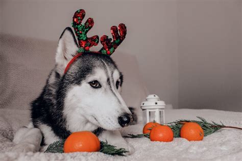 Gesund Oder Schädlich Darf Mein Hund Mandarinen Fressen