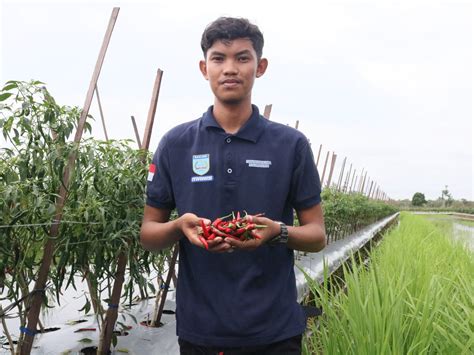 Petani Muda Banjar Sukses Budidayakan Cabai Di Lahan Rawa Economic