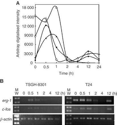 Different Expression Patterns Of Egr 1 And C Fos In T24 And TSGH 8301