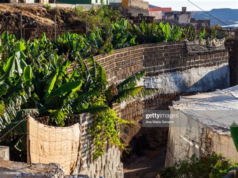 Large Greenhouses Of Vegetables And Plantations Of Canarian Banana By