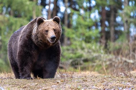 European Brown Bear Ursus Arctos Carpathian Mountains Flickr