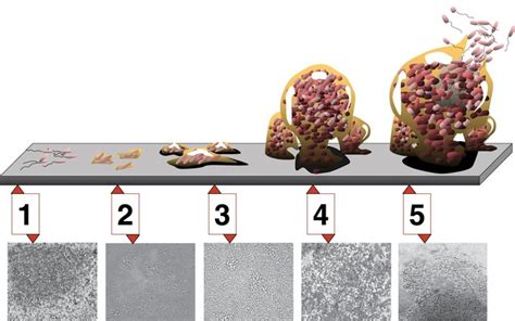 Penetrating Host Defenses Boundless Microbiology