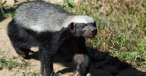 Honey Badger Vs Snake Who Would Win In A Fight Az Animals