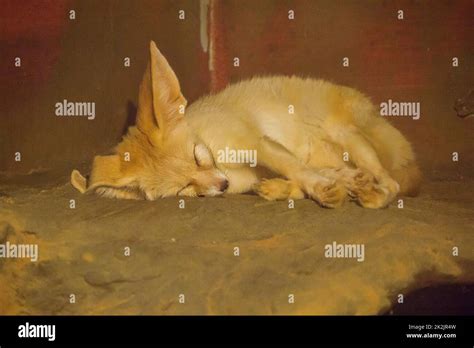 Fennec Fox Is Sleeping Is A Small Fox That Is Tricky At Night Found In