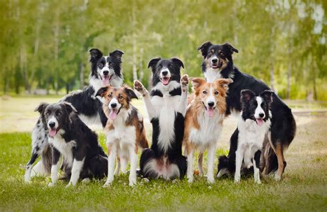 Border Collie Dog Breed Information Facts Temperament