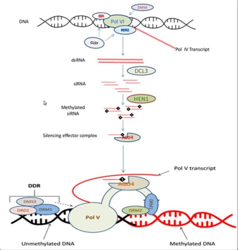 Steps Of Molecular Mechanism Of Rna Directed Dna Methylation