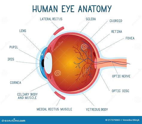 Esquema De Anatom A Ocular De Dibujos Animados Humano Ojo Bola