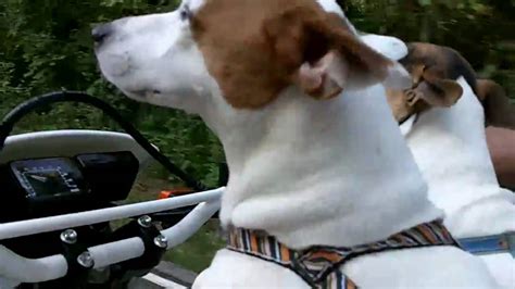 Dogs Riding Motorcycle Youtube