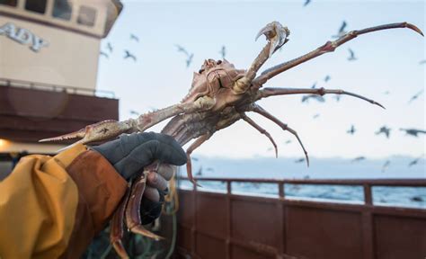 Scientists Say Climate Caused Starvation Killed Bering Sea Snow Crabs