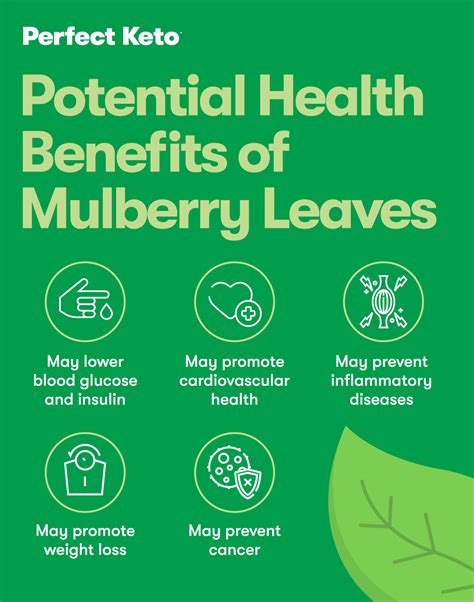 Mulberry Leaf: Benefits, Risks and Side Effects - Perfect Keto