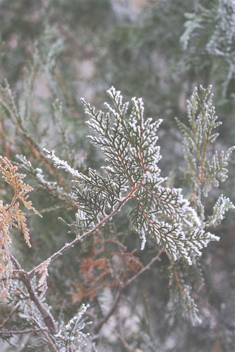 Free Images Tree Nature Branch Snow Winter Leaf Flower Frost