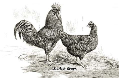 Scotch Greys 20 X 30 Traditional Prints And Posters By