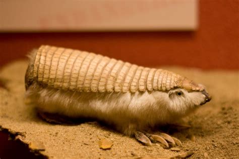 The Pink Fairy Armadillo The Smallest Species Of Armadillo 90mm