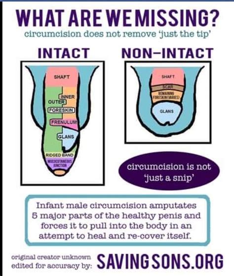 Circumcision Medical Anatomy Body Anatomy Anatomy And Physiology