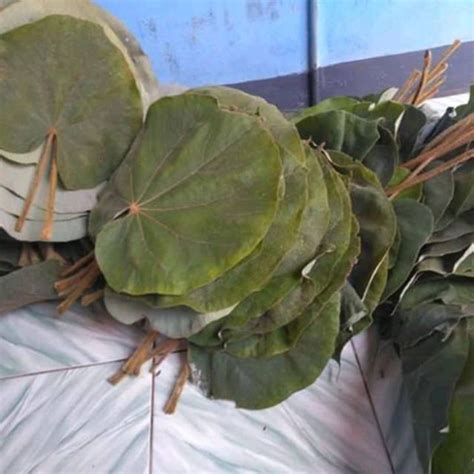 Jual Daun Tisuk Waru Lembar Shopee Indonesia