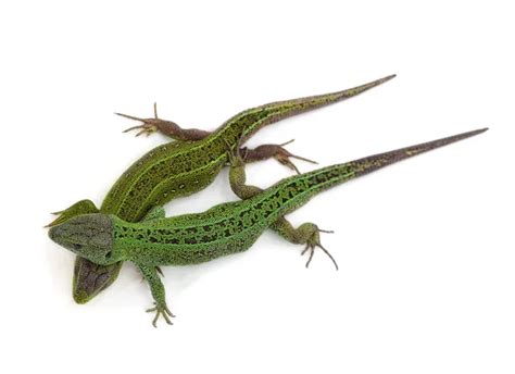 Small Lizards Stock Photos Royalty Free Small Lizards Images