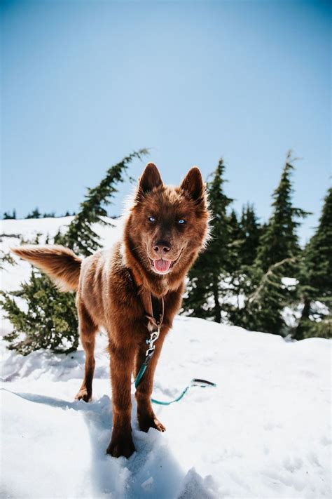 An Extremely Rare Fully Chocolate Brown Siberian Husky Artofit