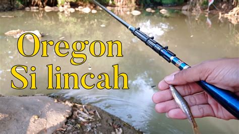 Tegek Oregon Si Lincah 240 Tegek Rekomend Buat Mancing Uceng Dan Wader