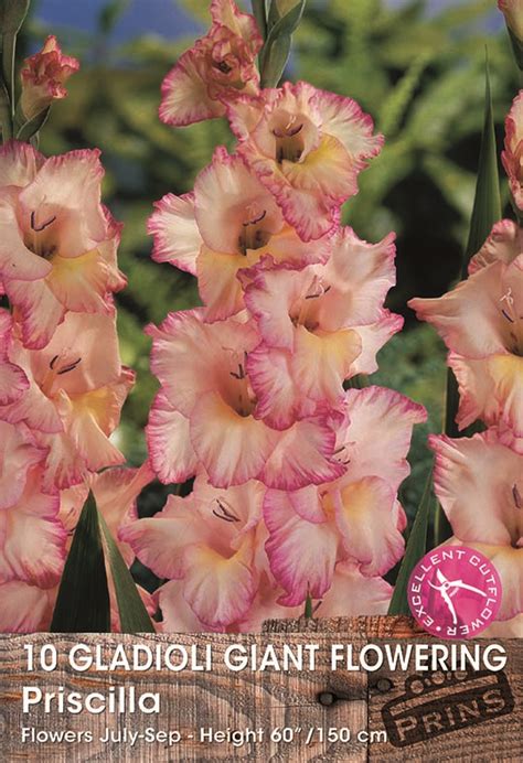 Gladioli Priscilla Summer Flowering Bulbs Wpc Prins Quality Pack X