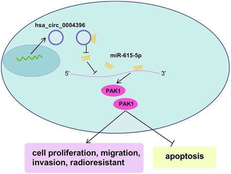 Hsacirc0004396 Boosted Nsclc Cell Malignant Behavior And Download Scientific Diagram