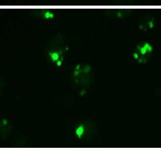 Isolation and culture of neural stem cells. (A) Neural spheres cultured ... 