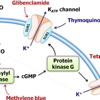 PDF Role Of L Arginine NO CGMP KATP Channel Signaling Pathway In The