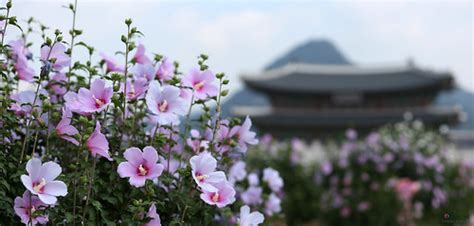 South Korea's National Flower: Mugunghwa (Hibiscus syriacus)