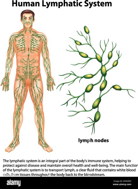 Sistema Linf Tico Humano Con Ilustraci N De Explicaci N Imagen Vector