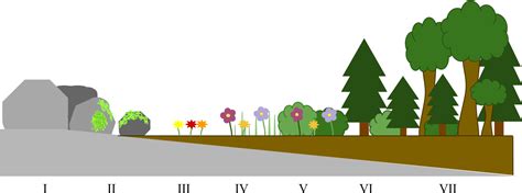 File Primary Succession Diagram Svg Wikimedia Commons Primary And