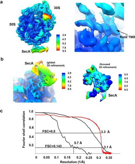 Local Resolution And Validation Of The Cryo Em Maps A Local Resolution