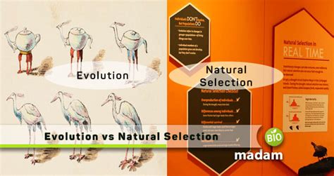 Difference Between Evolution Natural Selection BioMadam