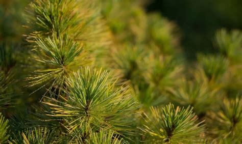 What is Pinene?