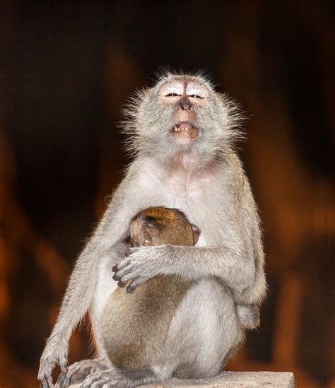 Cheeky Monkey Surprise Stock Photo Image Of Baby Hanging 35718130