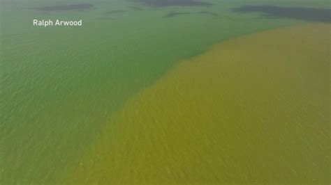 Dead fish washing up on Collier County beaches due to high levels of ...