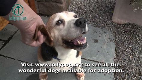 Adopt your new best friend from Lollypop Farm (Dog) - YouTube