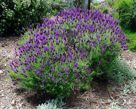 Lavandula Stoechas GardensOnline