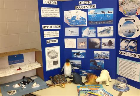 Animal Behavior Science Fair Projects