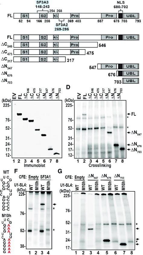 The Carboxy Terminal UBL Domain Of SF3A1 Binds To U1 SL4 RNA A