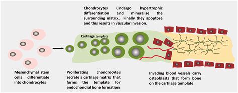 Bone Remodeling Diagram