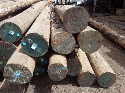 10 White South African Pine Wood Round Logs At Rs 531 Cubic Feet In